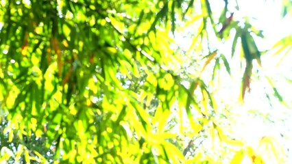 Wall Mural - Blurred bamboo  tree with sunlight, in the morning  Chiangmai Thailand.