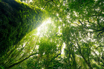 Wall Mural - green tree forest with sunlight through green leaves. natural carbon capture and carbon credit conce