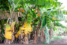 Bananas Tree Garden. Bananas Are Emerging From The Banana Flower.