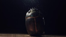 Scarab Beetle In A Ray Of Light