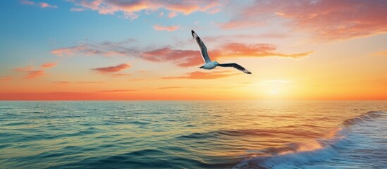 Wall Mural - lone seagull soaring over sunset ocean with colorful sky.