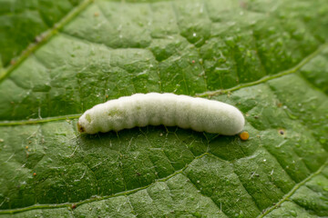 Poster - Lepidoptera Larvae Parasitized by Beauveria bassiana