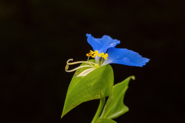 Sticker - Commelina communis flower in the wild state