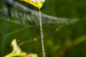 Poster - Dewdrops on spider silk in the wild state