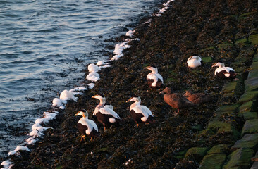 Common Eiders resting on a dike