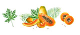 Marker sweet ripe compositions with slice, half papaya and tropical leafs in watercolor style. Hand drawn realistic tasty marker illustration of exotic tropical fruit isolated on background. For d