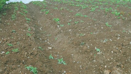 Wall Mural - Potato growth process. During growth, the young shoots froze and grew again