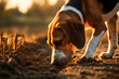 English foxhound sniffing to follow the scent during foxhunts