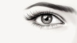 Brow Pencil Illustration on White Background