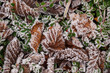 Braunes vereistes Herbstlaub am Boden / Blätter mit Raureif in frostigem Gras 