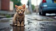Stray homeless cat. Sad abandoned hungry puppy sitting alone in the street outdoors. kitten waiting to adopt
