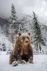 Wall Mural - adult brown bear in cold time. animal in wild winter nature