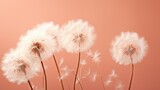Fototapeta Dmuchawce - Fluffy dandelions with fluffy peach fluff on peach background
