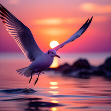 Seagull Flying In The Sunset