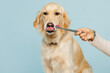Close up professional female hand hold brush brushing teeth of her cute best friend golden retriever dog at salon isolated on plain pastel blue background studio. Take care about pet animal concept