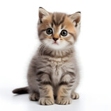 Fototapeta Koty - A cute baby Abyssinian cat on a white background