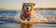 dog playing in water,Happygolucky domestic dog caught midfetch, Cute puppy playing in the water enjoying the summer fun generated by artificial intelligence