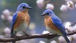 Male Eastern Bluebird (Sialia sialis) on a branch with flowers