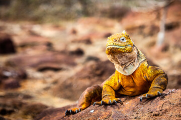 land iguana (Conolophus subcristatus) endemic to Galapagos islands. Lizards (Conolophus) in tropical animal world. Observation of wildlife area. Holiday adventure in Ecuador