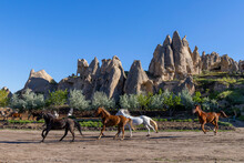 Horses Run Free Near Goreme, Cappadocia, Nevsehir Province, Central Anatolia, Turkey