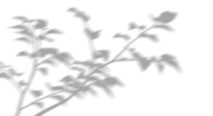 Wall Mural - shadow blurry plants leaves moving cutout transparent backgrounds 3d render png