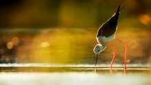 Elegant Stilt Black-winged Stilt Bird Feeding In Ciudad Real Wetlands