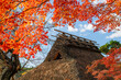 藁葺き屋根の日本家屋と秋の紅葉