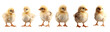 Many cute chicks isolated on transparent or white background