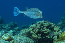 Spotted Boxfish Swimming Over Coral Reef