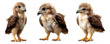 Fototapeta  - Set of  baby cute common buzzard bird pose, clipart, isolated on transparent or white background