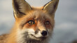 image of the alert eyes of a vigilant wild fox