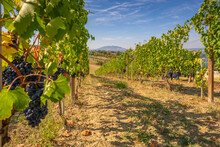 View Of Red Grapes In Vineyard Near Torraccia And San Marino In Background, San Marino