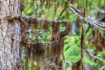 Wall Mural - Spruce tree with beard lichen hanging on the branches