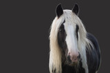 Fototapeta  - Black and white Irish cob horse with long white manes on black background. Low-key portrait