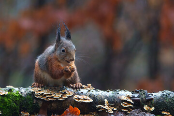 Wall Mural - Eurasian red squirrel (Sciurus vulgaris) searching for food in the winter in the forest in the South of the Netherlands.