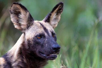 Wall Mural - African Wild Dog searching for food, playing and running in the Kruger National Park in South Africa