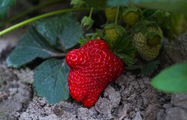 Canvas Print - the strawberries are ripe and hanging