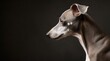 Elegant Italian Greyhound Dog Profile Portrait Professional Pet  on Dark Background