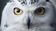 close-up photo capturing the wise eyes of a majestic snowy owl