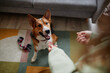 High angle portrait of happy dog looking at treats playing with girl in cozy home, copy space