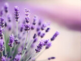 Fototapeta Lawenda - Purple lavender bouquet. Horizontal image with herbal for spa or medicine.
