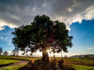 Poster - Einzelner Baum im Feld