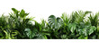 Beautiful composition with fern and other tropical leaves on white background. Banner design