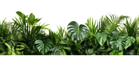 Beautiful composition with fern and other tropical leaves on white background. Banner design