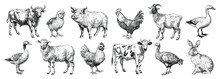 Animals Meet Types Ink Illustrations Set, Hand Drawn Illustrations Of Cow, Chicken, Pig, Sheep, Goat And Duck. Domestic Farm Animals Isolated On White Background, Vector Illustrations