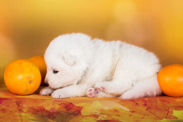 White fluffy Samoyed puppy dog with orange