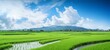  lush green rice paddy field with vibrant green rice plants