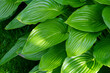 Hosta shows off nature's stunning beauty Green hosta leaves dance gracefully in the wind Nature nourishes garden pleasures