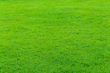 Beautiful green grass background texture.