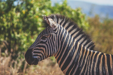 zebra mohawk